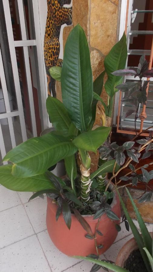 Hotel Canek Palenque Kültér fotó